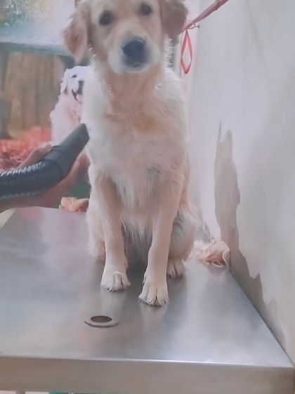 After a warm bath, a proper blow dry is important, especially for dogs with thick coats. This helps prevent skin problems and leaves the fur feeling soft and looking fluffy.