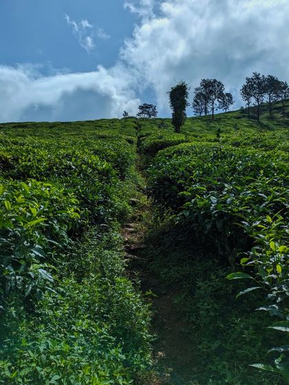 A path leading up through a tea garden on the way to Netravathi.