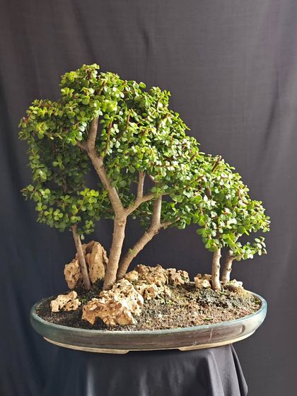 A Jade bonsai forest planting, creating a miniature landscape. This style is wonderful for conveying a sense of peace and community.
