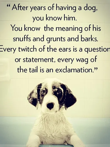 We believe grooming is an act of love and communication. This image of a puppy during bath time captures the trust and understanding we build with every animal we care for.