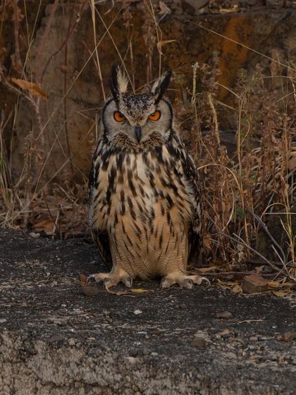 This is Rani, a magnificent Indian Eagle-Owl. Her fierce orange eyes and powerful presence make her the true queen of her territory.