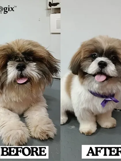 We don't just promise excellence; it's what we do. This Shih Tzu's neat new haircut is a perfect example of our commitment to quality.