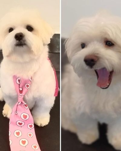 Dog Grooming