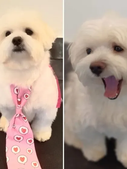 From a big yawn to a happy smile. This little Maltese got a full makeover, including a haircut and a stylish pink tie. He's ready to steal some hearts.