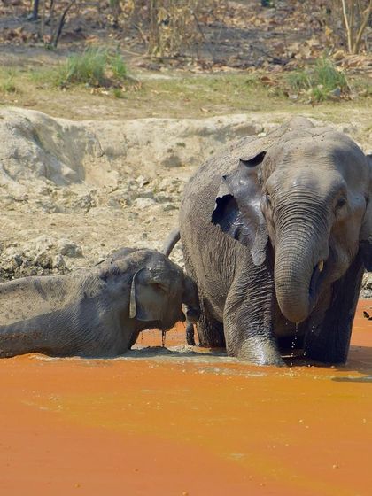 Manya Upadhyay - Travel & Documentary Photography Wildlife Encounters photo 15