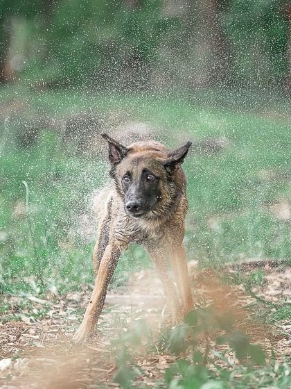 Pragalbh - Fine Art Pet Photography Outdoor Adventures photo 20