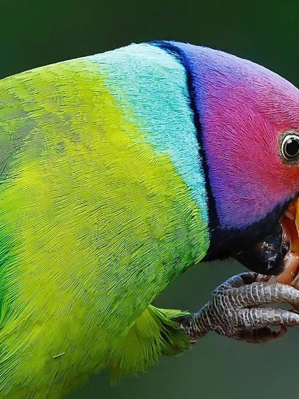 A male Plum-headed Parakeet delicately holds a piece of food with its foot. This close-up captures the bird's dexterity and the vibrant colors of its head.