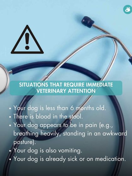 The Pack - Pet Parent Education & Workshops Your Dog's Health & Wellness photo 29