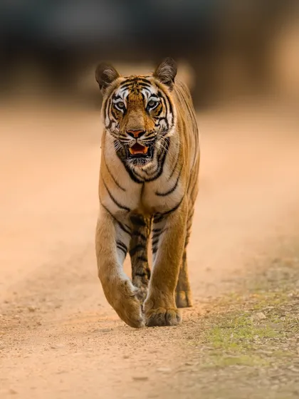 This is the famous Roma tigress from Tadoba Tiger Reserve, captured during one of her confident patrols. The head-on walk is one of the most sought after shots in tiger photography, and it conveys the sheer power and grace of these animals. It’s a privilege to witness and document such moments.