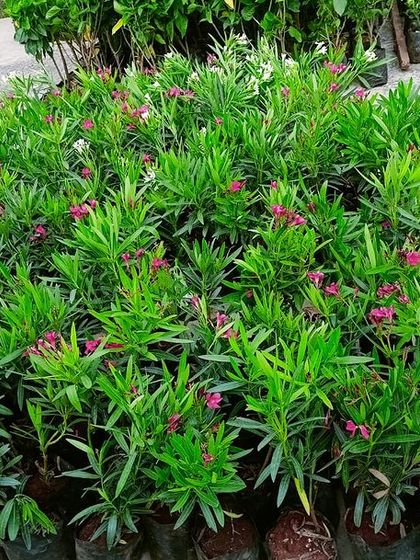 Multiplex Urban Green - Landscape & Garden Services Additional Work & Services photo 11