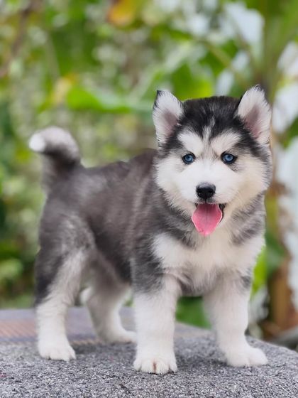 Standing tall and proud, this blue-eyed Husky shows off his perfect structure and fluffy tail. He is the complete package.