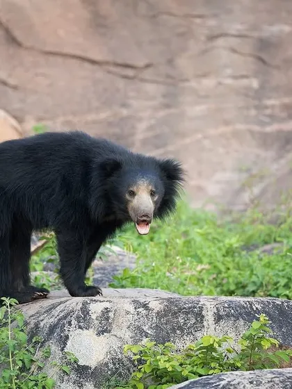 A Sloth Bear stands on a rock, its mouth slightly open. The image highlights its long claws, which are used for digging into termite mounds.
