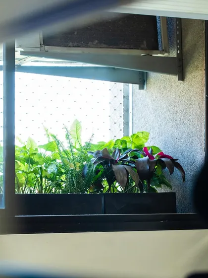 A window box filled with a variety of plants, including ferns and cordylines, creating a mini-garden with a view.