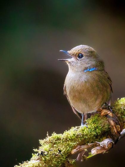 A female Small Niltava. While less colorful than the male, her subtle brown plumage and bright blue neck patch are beautiful in their own right.