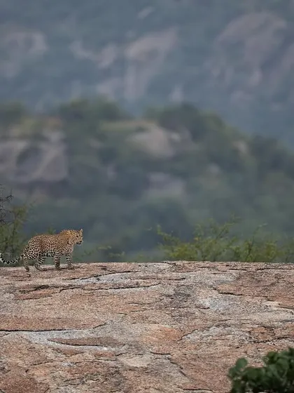 A leopard patrols its territory across the rocky hills of Jawai. The image captures the animal's confident movement through its rugged domain.