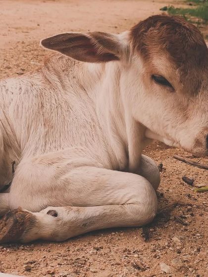 A quiet moment with Haindavi. Our goshala is a peaceful sanctuary where our cows and calves are cared for with respect. They are an integral part of our farm family.