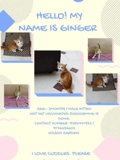 An adoption poster for Ginger, a 2-month-old male kitten and brother to Cleo. He is also a cuddle-bug looking for a home.