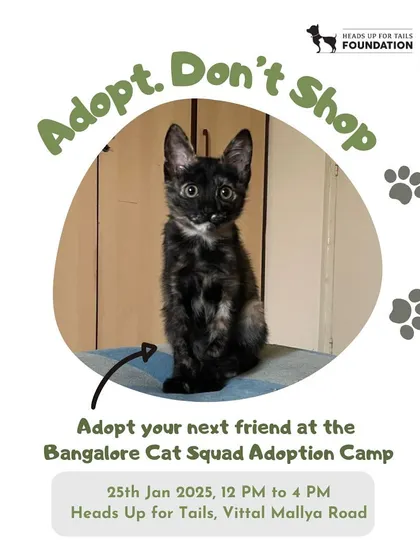 Adopt your next friend at the Bangalore Cat Squad Adoption Camp at Heads Up For Tails, Vittal Mallya Road. Don't shop, adopt a beautiful tortie like the one pictured.