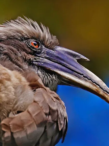 A detailed portrait of an Indian Grey Hornbill. The shot highlights its large, curved beak with its unique casque, its reddish eye, and the coarse texture of its grey feathers.