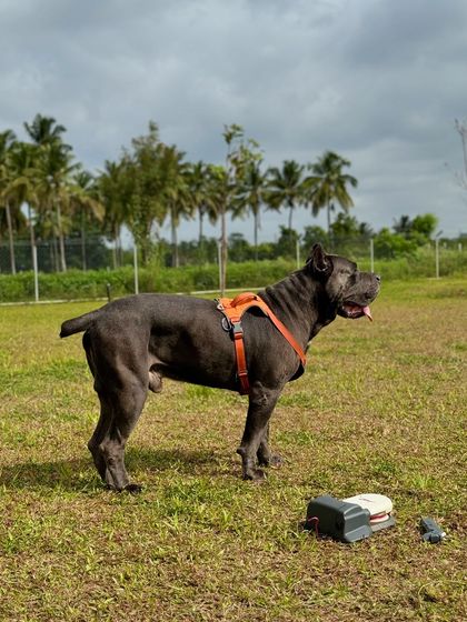 The Pawsome Camp - Dog Park & Pool Play, Train, & Learn photo 6