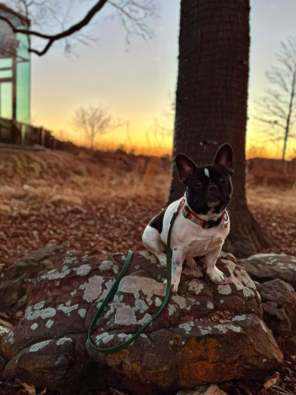 Tulsa Dog Trainer - Pack Walks Our Pack Walks in Action photo 9