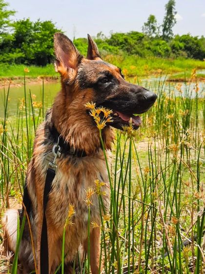 A collection of portraits of my handsome, goofy, and majestic German Shepherd, Theo. He is my constant inspiration and the heart of my work.