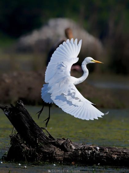 An overjoyed Cattle Egret, its wings spread as if singing, celebrating the arrival of spring.