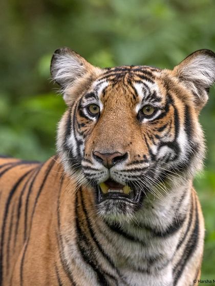A close-up portrait of a young tiger in Kabini. The monsoon season offers incredible opportunities to capture the expressive faces and curious nature of the next generation.