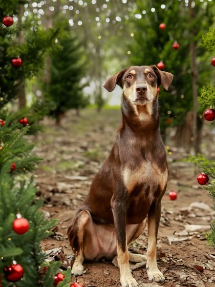 Priyanka - Themed & Special Occasion Pet Photography Holiday Adventures photo 6