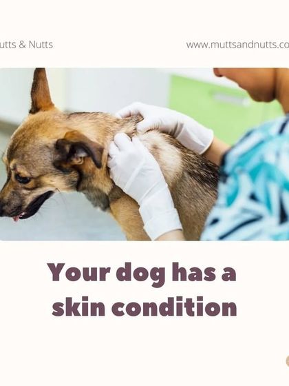 Poochkoo Mutts & Nutts - Dog Training & Behavior Modification Canine Hydrotherapy & Wellness photo 3