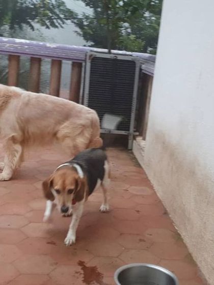 The Urban Dawg - In-Home Dog Boarding The Rooftop Playground photo 5