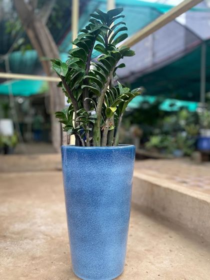 This ZZ plant in a tall blue pot shows how it can add a touch of green to your space. It's a hardy plant that tolerates low light, making it ideal for offices and homes.