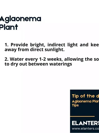 Aglaonema Care Part 1: Provide bright, indirect light and water every 1-2 weeks, allowing the soil to dry out in between.