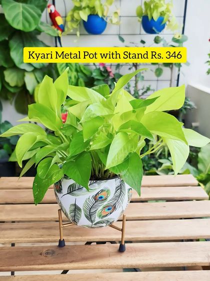 Sushma Reddy - Gardening Product Sourcing & Reviews Essential Tools & Garden Decor photo 8