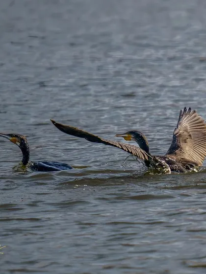 Duplicate of the two swimming cormorants, showing their interaction.