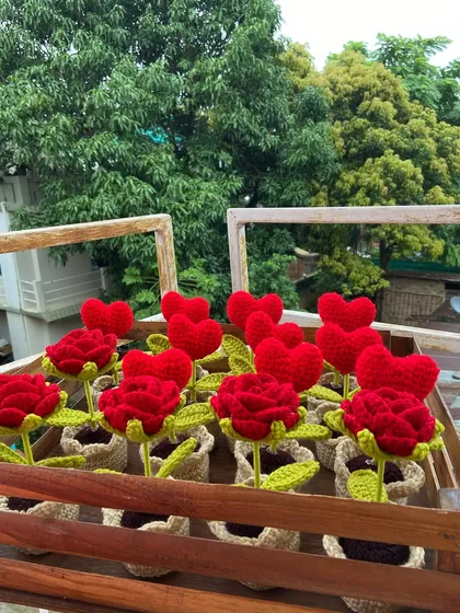 A still image of the potted red roses and heart flowers, basking in the natural light.