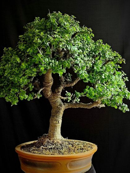 A beautifully shaped Jade bonsai against a dark background, highlighting its form. This tree is a perfect example of a well-cared-for lucky plant.