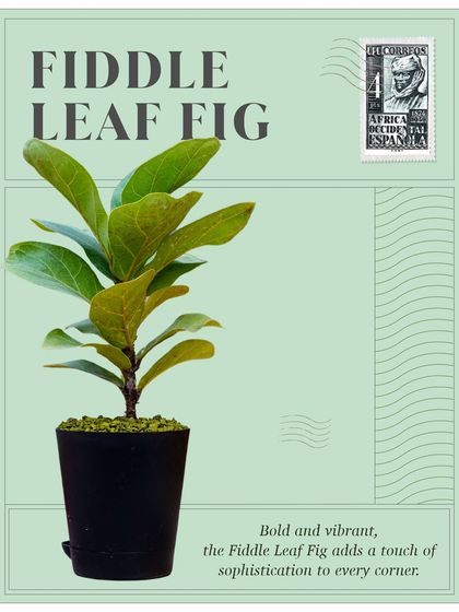 From the rainforests of West Africa, the Fiddle Leaf Fig adds bold, vibrant sophistication. Its large, violin-shaped leaves make it a favorite among interior designers.