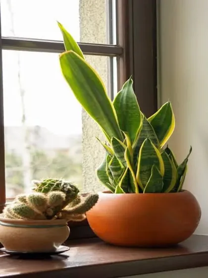 A Snake Plant and a small cactus make a perfect pair for a sunny windowsill. Both are drought-tolerant and require minimal care, making them ideal for busy plant owners.