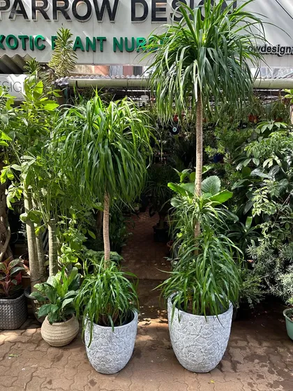 A pair of Draceana Draco plants ready for a client. Potted in beautiful, floral-patterned ceramic planters, they show how I can provide matching sets for a symmetrical design.