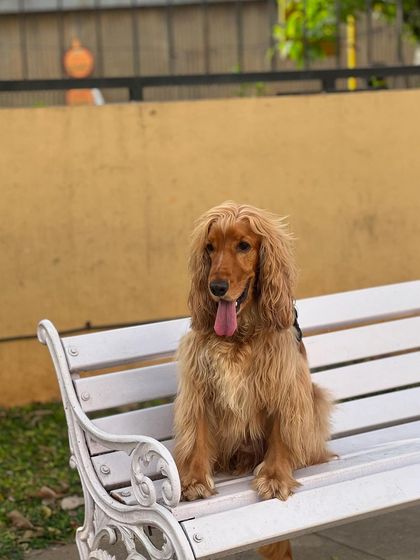 Posto enjoying some fresh air on a park bench, looking thoughtful and handsome.