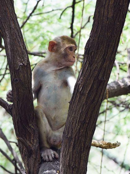 Manya Upadhyay - Travel & Documentary Photography Wildlife Encounters photo 51