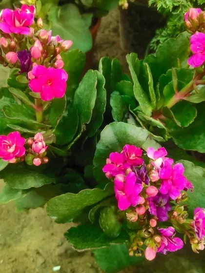 Another healthy Kalanchoe plant with bright pink flowers, ready to be delivered. A perfect, cheerful gift for any occasion.