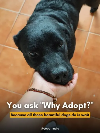 Cupa - Pet Adoption, Fostering & Sponsorship Find Your Canine Companion: Dogs for Adoption photo 12