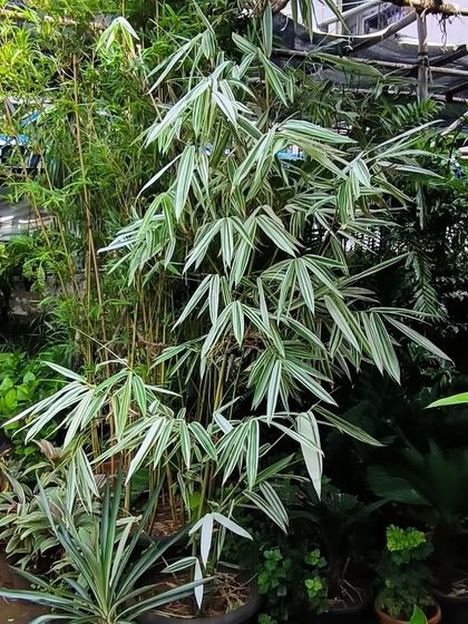 Large Statement Plants for Outdoors & Indoors photo 21