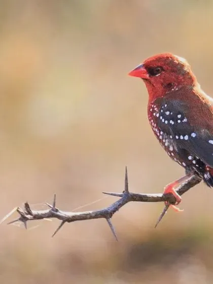 A beautiful portrait of the Red Munia, perched on a thorny branch.