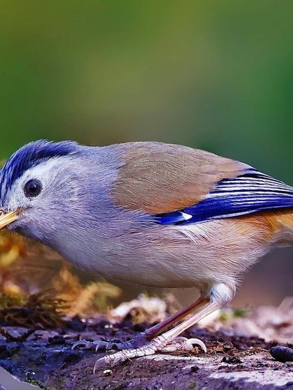 A close-up of a Blue-winged Minla foraging near the ground. The shot highlights the striped pattern on its head and the delicate way it holds its body.