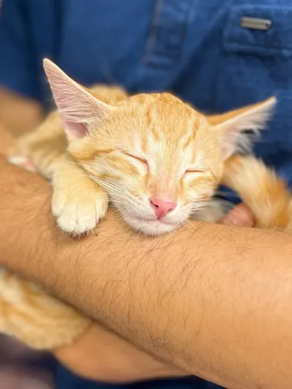 A sleepy ginger kitten being held at our recent adoption camp. We are so grateful to Heads Up For Tails for helping make these events a success.