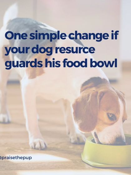 Here's one simple change you can make if your dog guards their food bowl. This series of graphics walks you through a simple but effective management strategy.