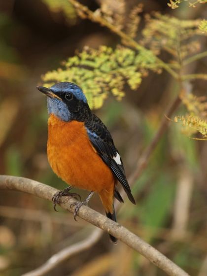 Discovery Village Resorts - Nature-based Getaways & Stays Wildlife Encounters & Safaris photo 9